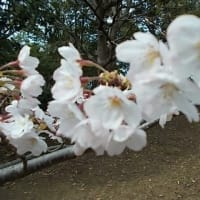 臨海公園の桜