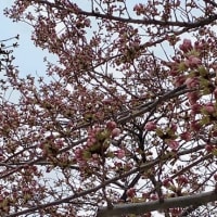 これから咲く桜