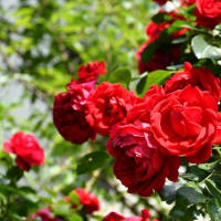 我が家の花日誌ーオリーブの花吹雪と深紅のバラ 他