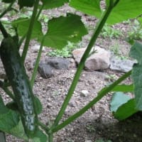 我がミニミニ菜園　初収穫