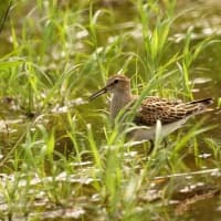 07/05お気に入りの野鳥-4（アメリカウズラシギ）