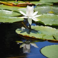 大船フラワーセンター６月の花散歩