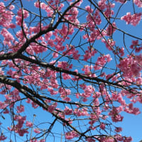 かわづ桜