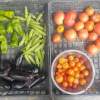 今日の収穫　トマト　ナス　オクラ　ピーマン