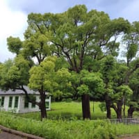 ◇音楽会に行く（長浜ホール）
