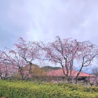 2024桜だより⑥🌸　緑化センター