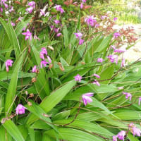 小次郎と春の草花－シラン（紫蘭）ー