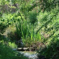 初夏の姿見の池