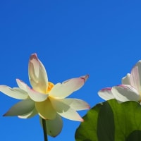 大船フラワーセンター蓮の花