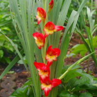 庭の花
