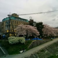 出町柳の桜