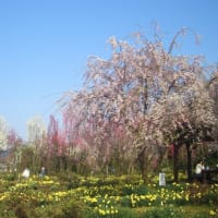 花も歴史も楽しめる「花の森・天神山ガーデン」
