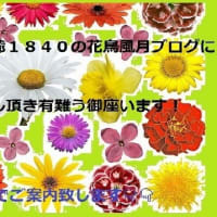 2025ー07ー12(^_-)-☆初夏の我が家の花壇～🌹バラの花達のミュージックMovie②！