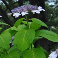 多摩川台公園あじさい園　　水生植物園ビヨウヤナギと睡蓮　　　　11