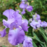 花が次々と咲くので、今も咲いている　ジャーマンアイリスです。