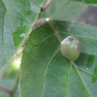 嫁の涙　（ハナイカダの実）