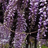もう5月早いですね