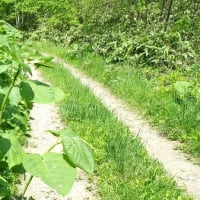 6月16日の草刈り作業に ご協力を