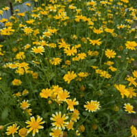 畑の春菊の花