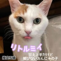 保護猫譲渡会6/8(土)in多摩市聖蹟桜ヶ丘