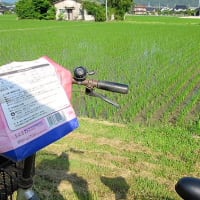 Ｓクミノンでタニシ退治