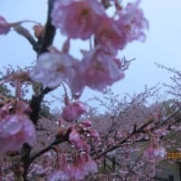 河津桜とメジロ・・・