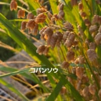 ６月20日金曜日、今日も暑い☀️😵💦