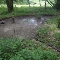 林接池の水切れ・・・