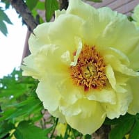 黄花のボタン、院内感染