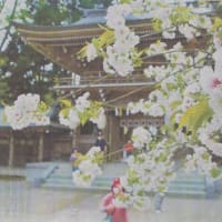 伊佐須美神社の薄墨桜