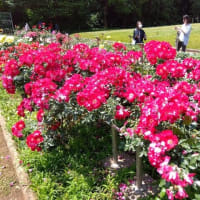 神代植物公園のバラ