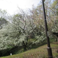 駒場野公園の桜　2024