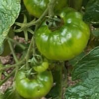 トマトの青い実がぶらぶら