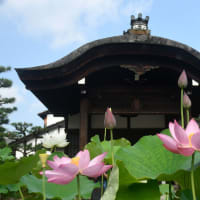 蓮の咲く寺院（京都）