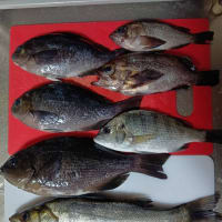 久しぶりの更新　釣り釣り釣り