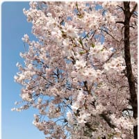 北彩都ガーデンの桜とスイセン