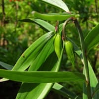 2025年6/9　山野草・シジュウカラ