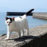 九州F島の猫たち　2025年4月　その6