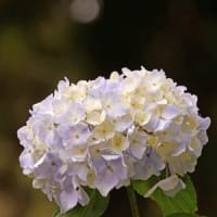 21世紀の森の紫陽花①
