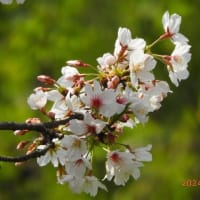 一本桜を見に出かけました