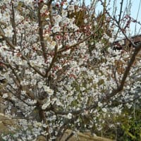 震災記念日と梅の花