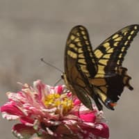  於大公園 ： アベリア・・・少し涼しくなってきたのか朝からゴルフするグループがいました。