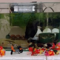 ドジョウ水槽リセット