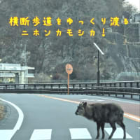 奇跡的出会い…カモシカと出会う（奇跡Part2）