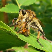 ムシヒキアブ　蜂を捕まえる