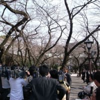 ２００９年３月１９日 靖国神社「桜」 開花宣言？