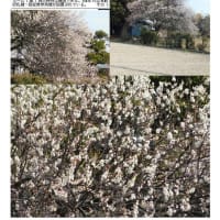 花巡り「梅－366」　久喜市　東大輪付近