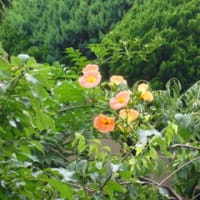 残った花