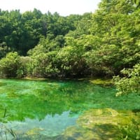 ２０２５年６月２９日　北八甲田山麓　田代平湿原のようす