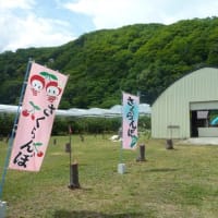 サクランボを腹一杯　食べて参りました　♪